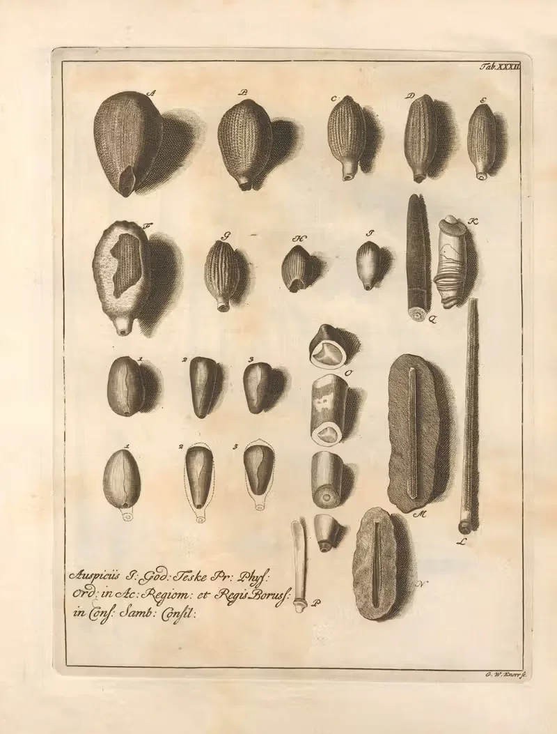 Натуральное расположение иглокожих (Natural Arrangement of Echinoderms) Пл.33 by Якоб Теодор Кляйн, 1734 — digital art…