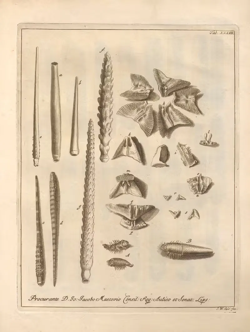 Натуральное расположение иглокожих (Natural Arrangement of Echinoderms) Пл.34 by Якоб Теодор Кляйн, 1734 — digital art…