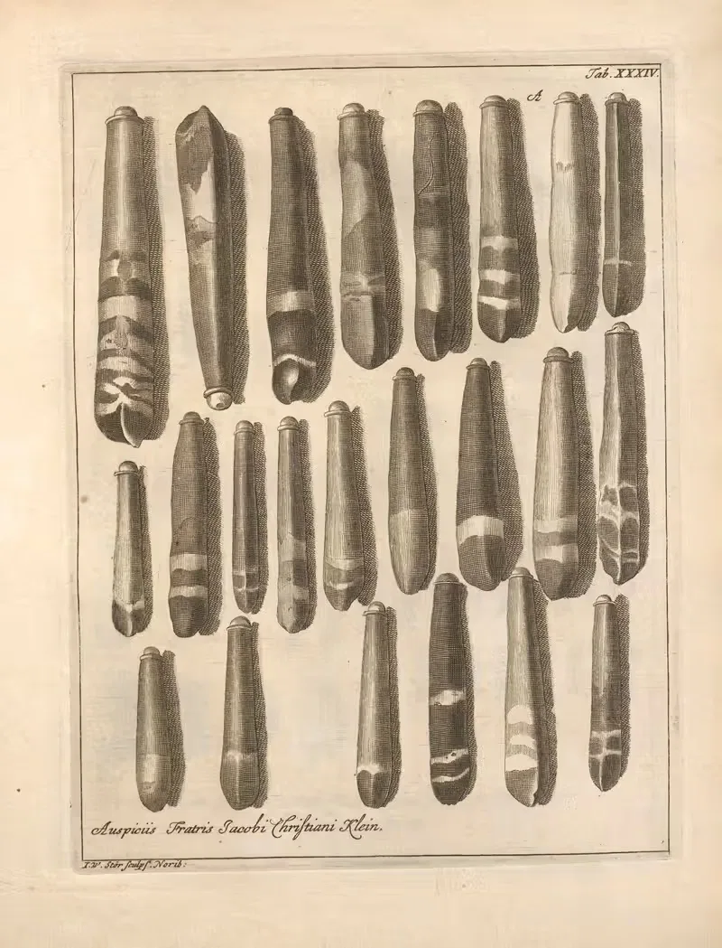 Натуральное расположение иглокожих (Natural Arrangement of Echinoderms) Пл.35 by Якоб Теодор Кляйн, 1734 — digital art…