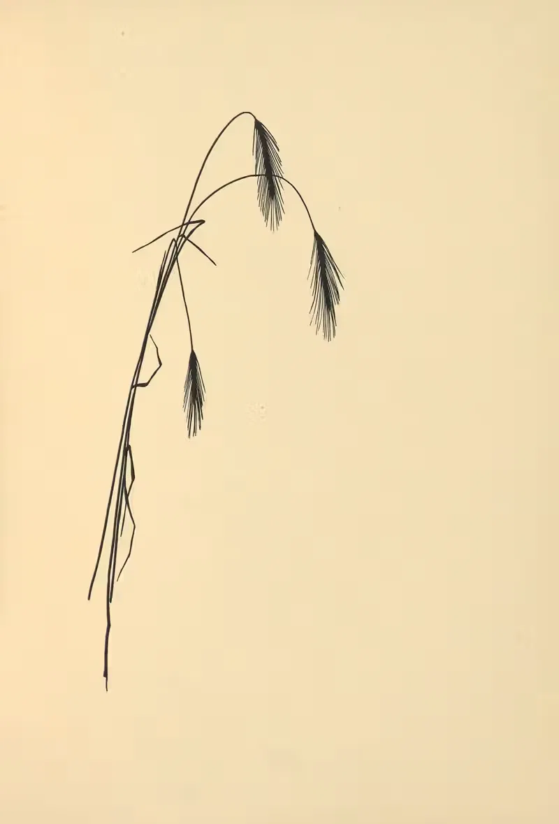 Goldene Ernte Pl.03 by Johanna Beckmann, 1930 — digital art print download