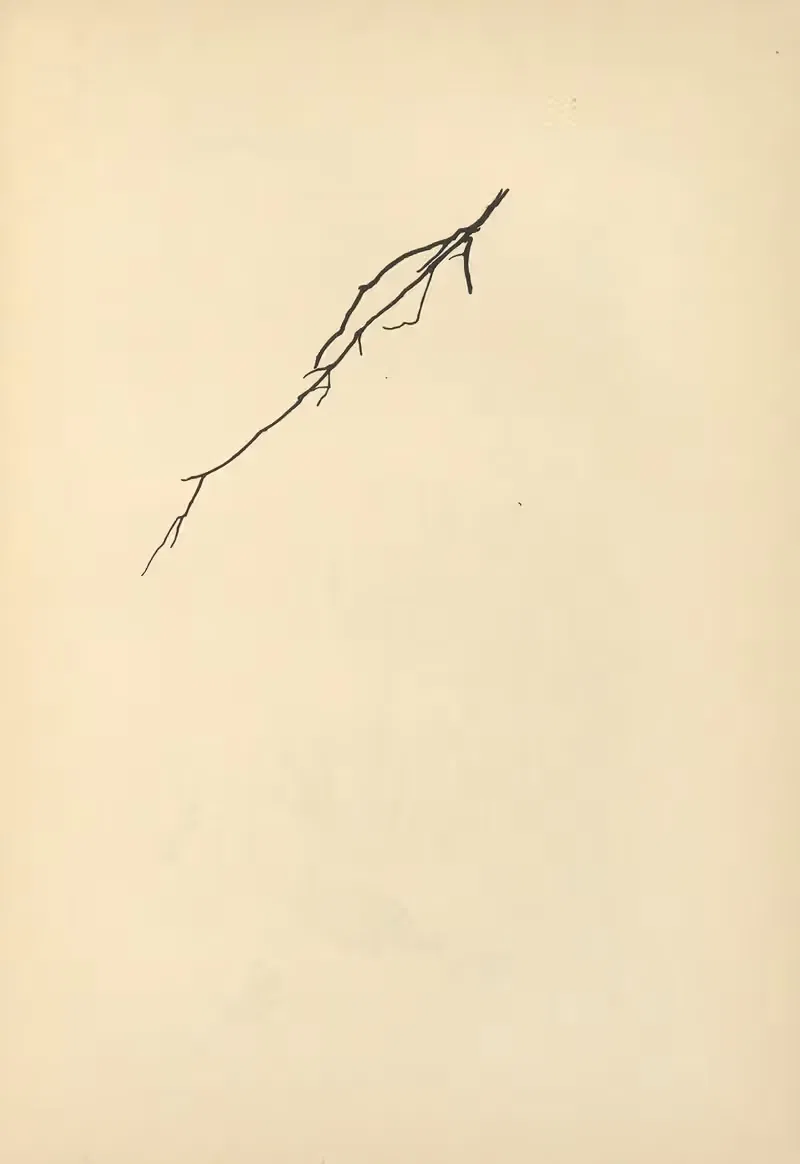 Vom Zufrieden-Werden Пл.29 by Йоханна Бекманн, 1932 — digital art print download