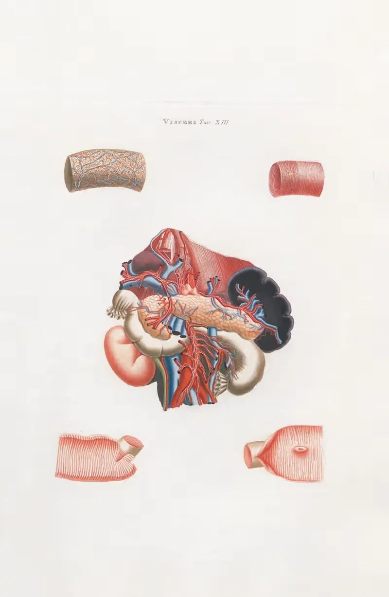 Универсальная анатомия Pl.32 by Антонио Серантони, 1833 — digital art print download