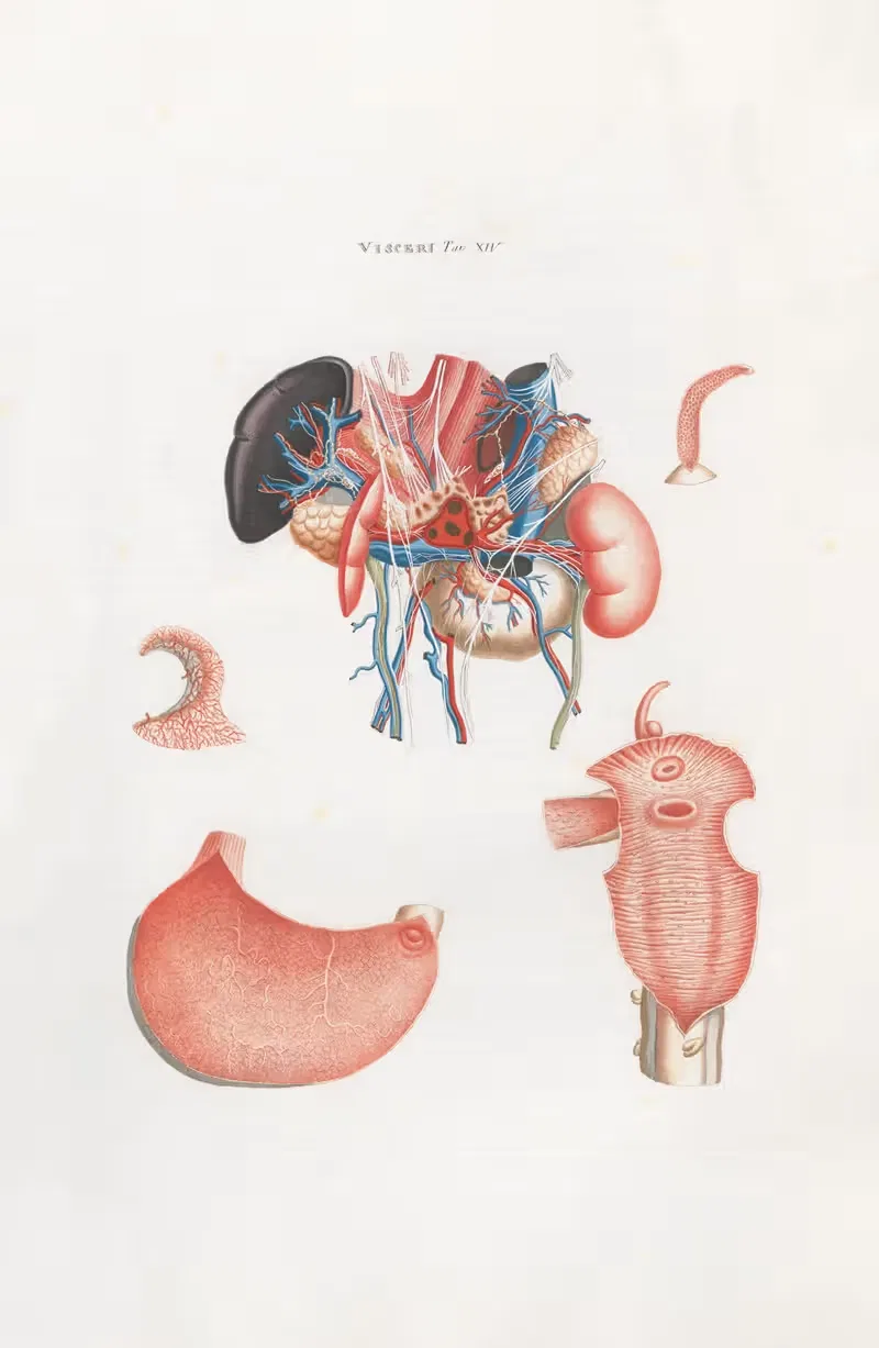 Универсальная анатомия Pl.33 by Антонио Серантони, 1833 — digital art print download