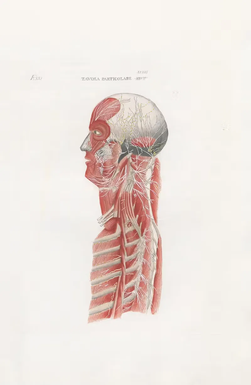 Универсальная анатомия Pl.62 by Антонио Серантони, 1833 — digital art print download