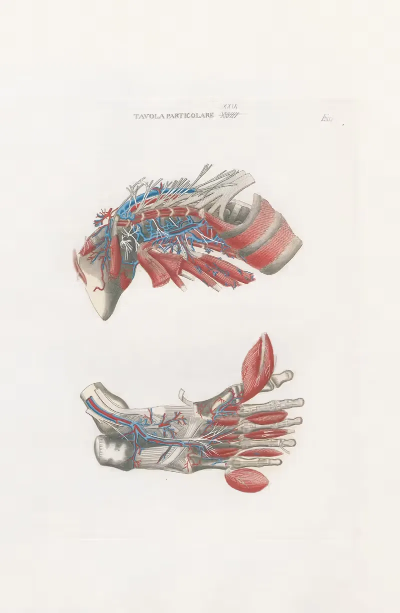 Универсальная анатомия, пл. 63 by Антонио Серантони, 1833 — digital art print download