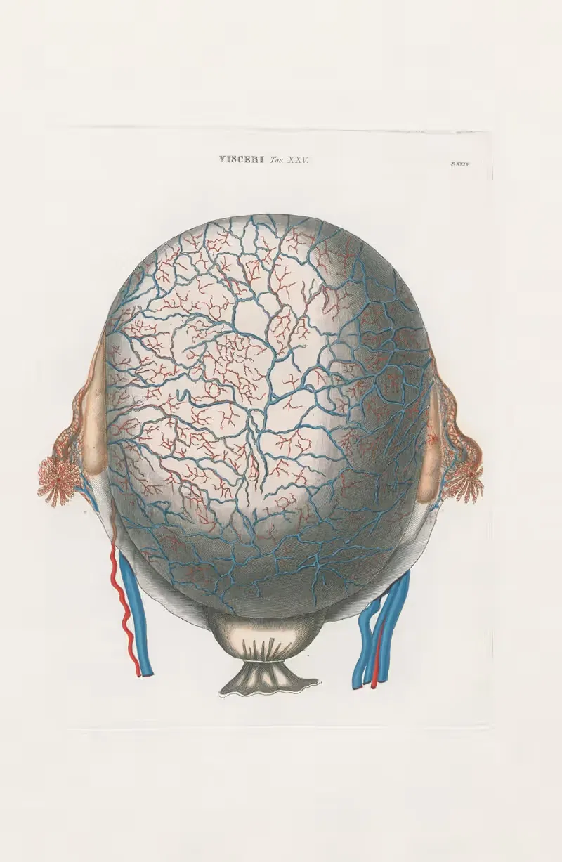 Универсальная анатомия, пл. 72 by Антонио Серантони, 1833 — digital art print download
