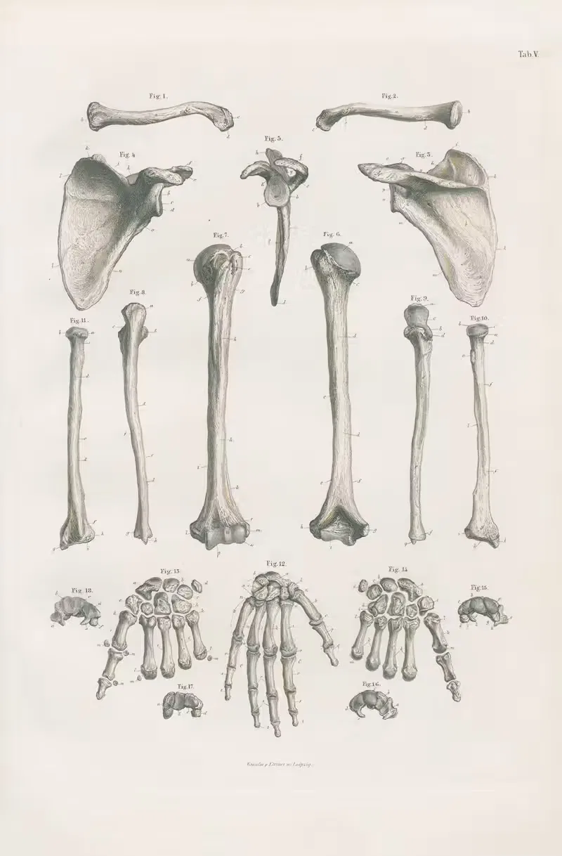 Bones of upper extremities by Carl Ernst Bock, 1880 — digital art print download