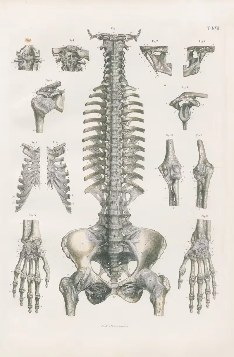 Ligaments of head, trunk, and upper extremities — Carl Ernst Bock