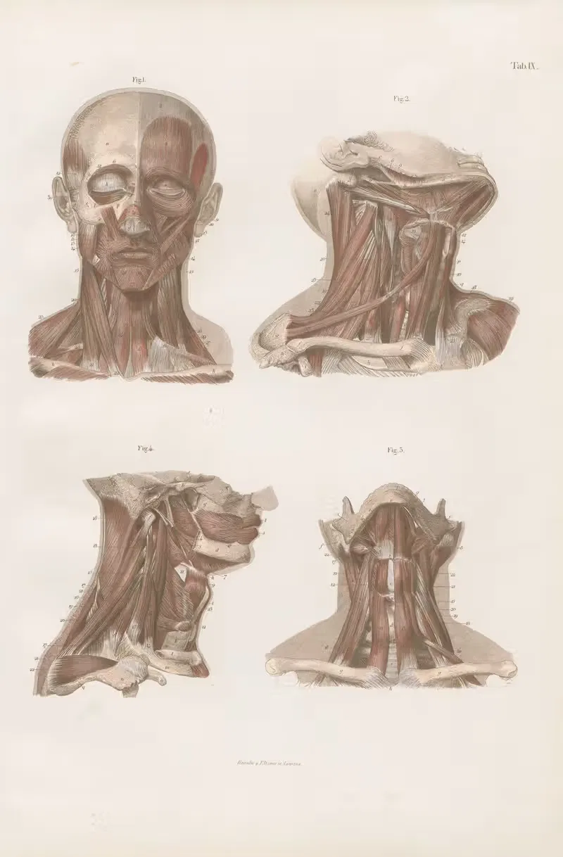 Muscles of head and neck — Carl Ernst Bock