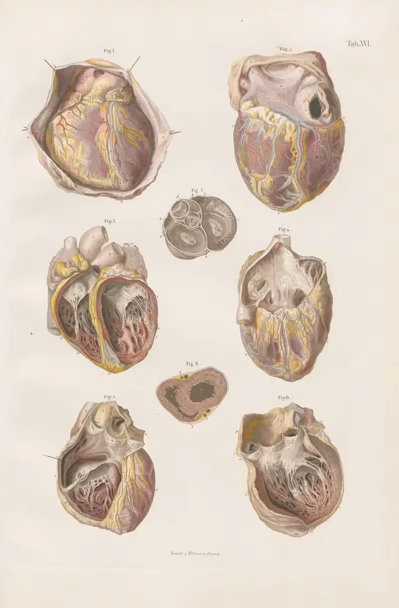 The heart, its cavities and valves — Carl Ernst Bock