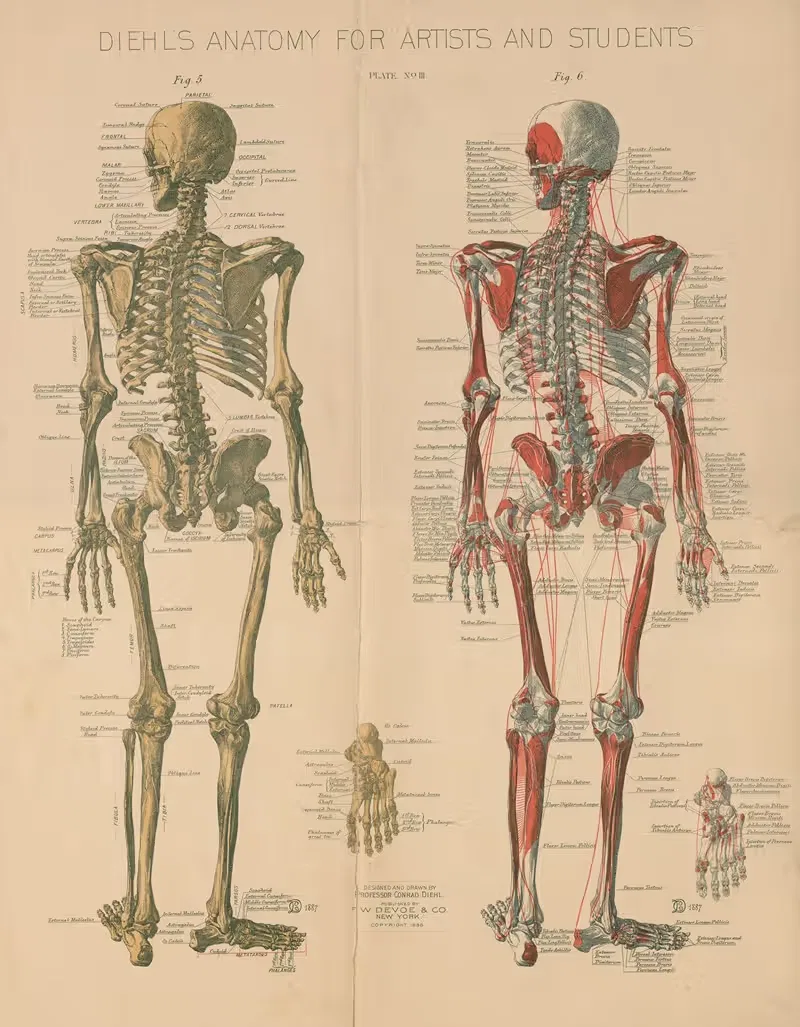 Diehl's Anatomy for artists and students Pl.3 — Conrad Diehl