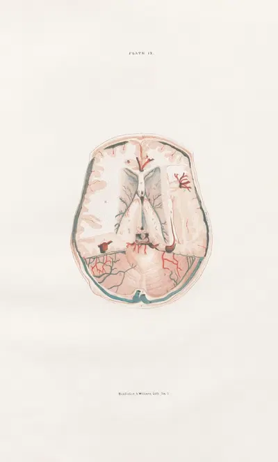 Anatomy of the brain Pl.09 by John Lizars, 1854 — digital art print download