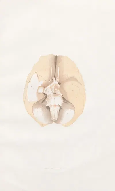 Anatomy of the brain Pl.13 by John Lizars, 1854 — digital art print download