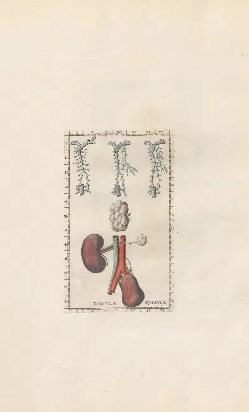 Bartholomaei Eustachii anatomici summi Romanae archetypae tabulae anatomicae novis explicationibus Pl.04 — Pier Leone Ghezzi