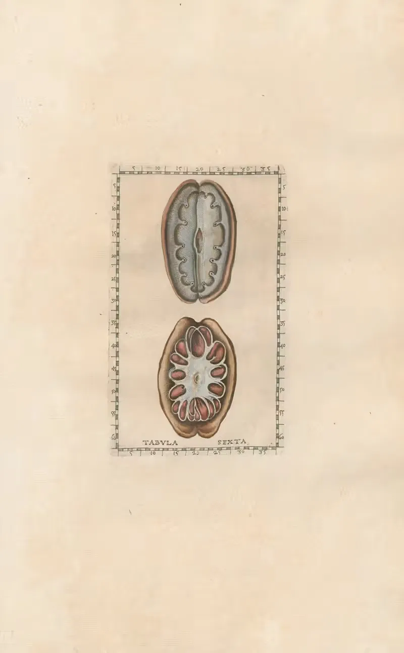 Bartholomaei Eustachii anatomici summi Romanae archetypae tabulae anatomicae novis explicationibus Pl.06 — Pier Leone Ghezzi