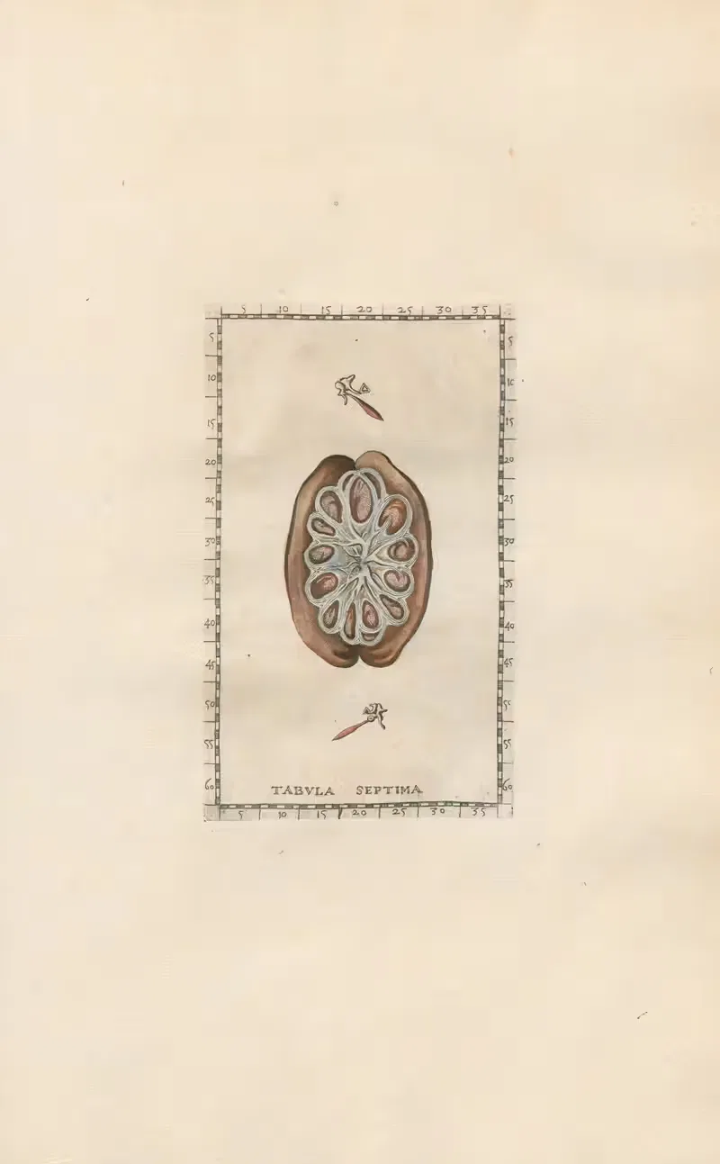 Bartholomaei Eustachii anatomici summi Romanae archetypae tabulae anatomicae novis explicationibus Pl.07 — Pier Leone Ghezzi