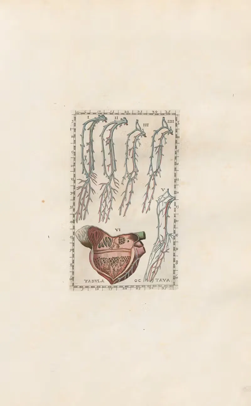 Bartholomaei Eustachii anatomici summi Romanae archetypae tabulae anatomicae novis explicationibus Pl.08 — Pier Leone Ghezzi