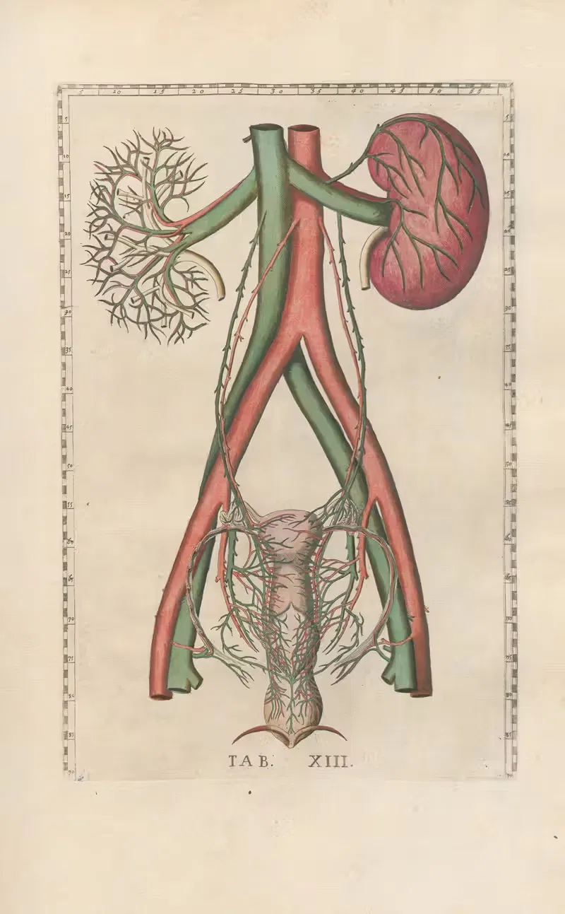 Bartholomaei Eustachii anatomici summi Romanae archetypae tabulae anatomicae novis explicationibus Pl.13 — Pier Leone Ghezzi