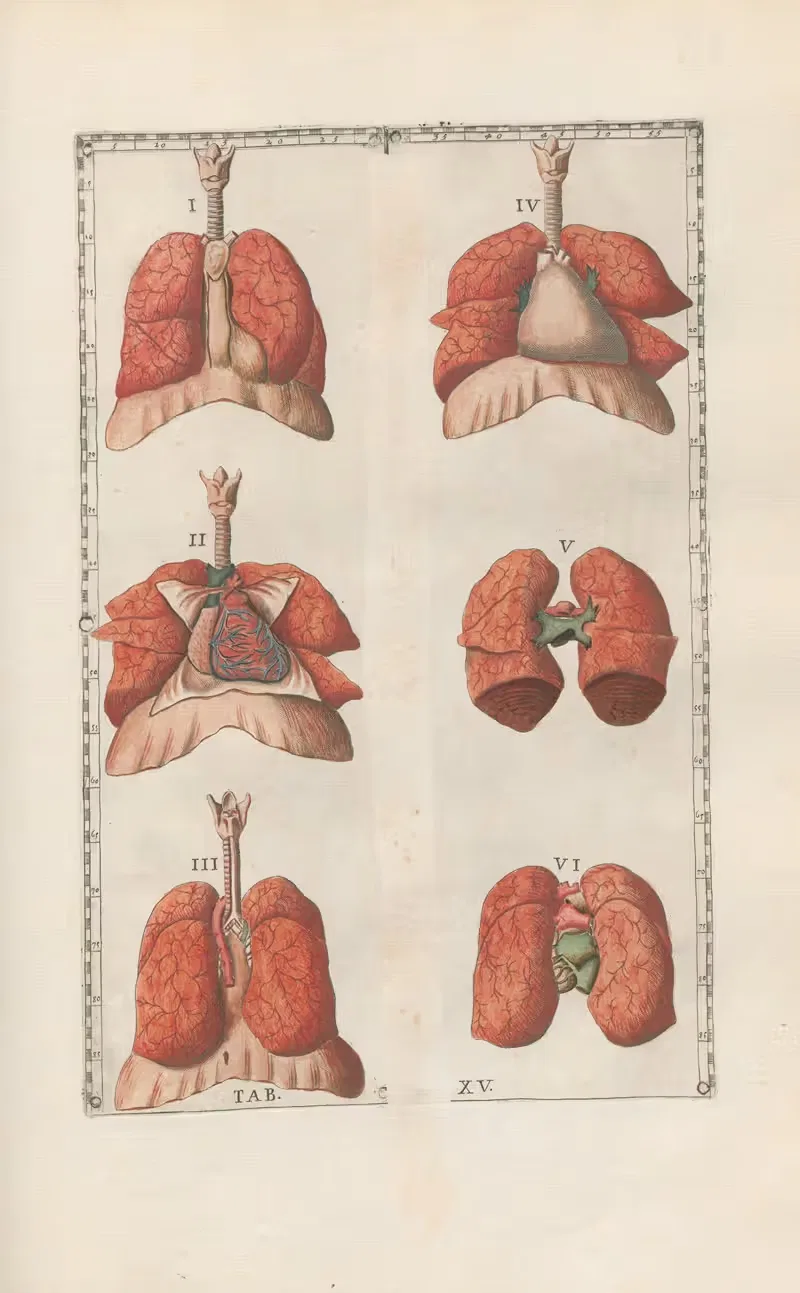 Bartholomaei Eustachii anatomici summi Romanae archetypae tabulae anatomicae novis explicationibus Pl.15 — Pier Leone Ghezzi