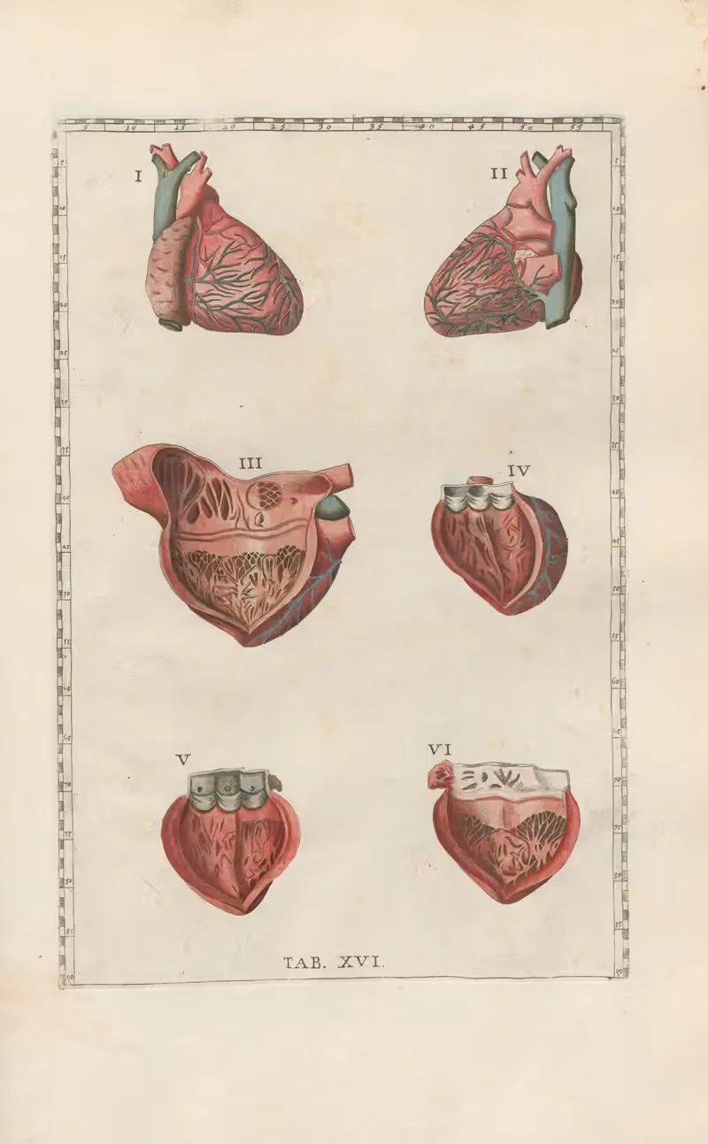 Bartholomaei Eustachii anatomici summi Romanae archetypae tabulae anatomicae novis explicationibus Pl.16 — Pier Leone Ghezzi