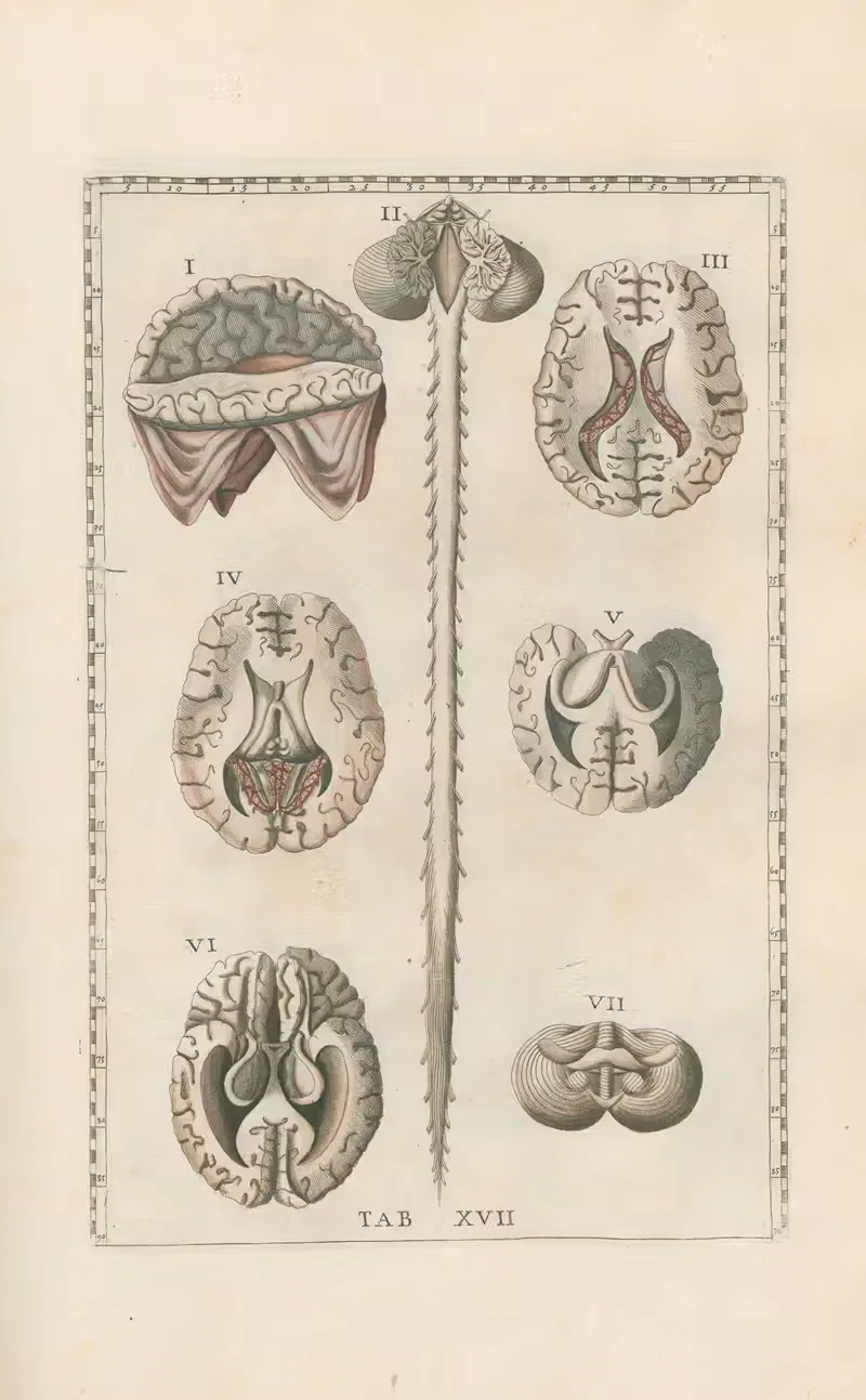 Bartholomaei Eustachii anatomici summi Romanae archetypae tabulae anatomicae novis explicationibus Pl.17 — Pier Leone Ghezzi