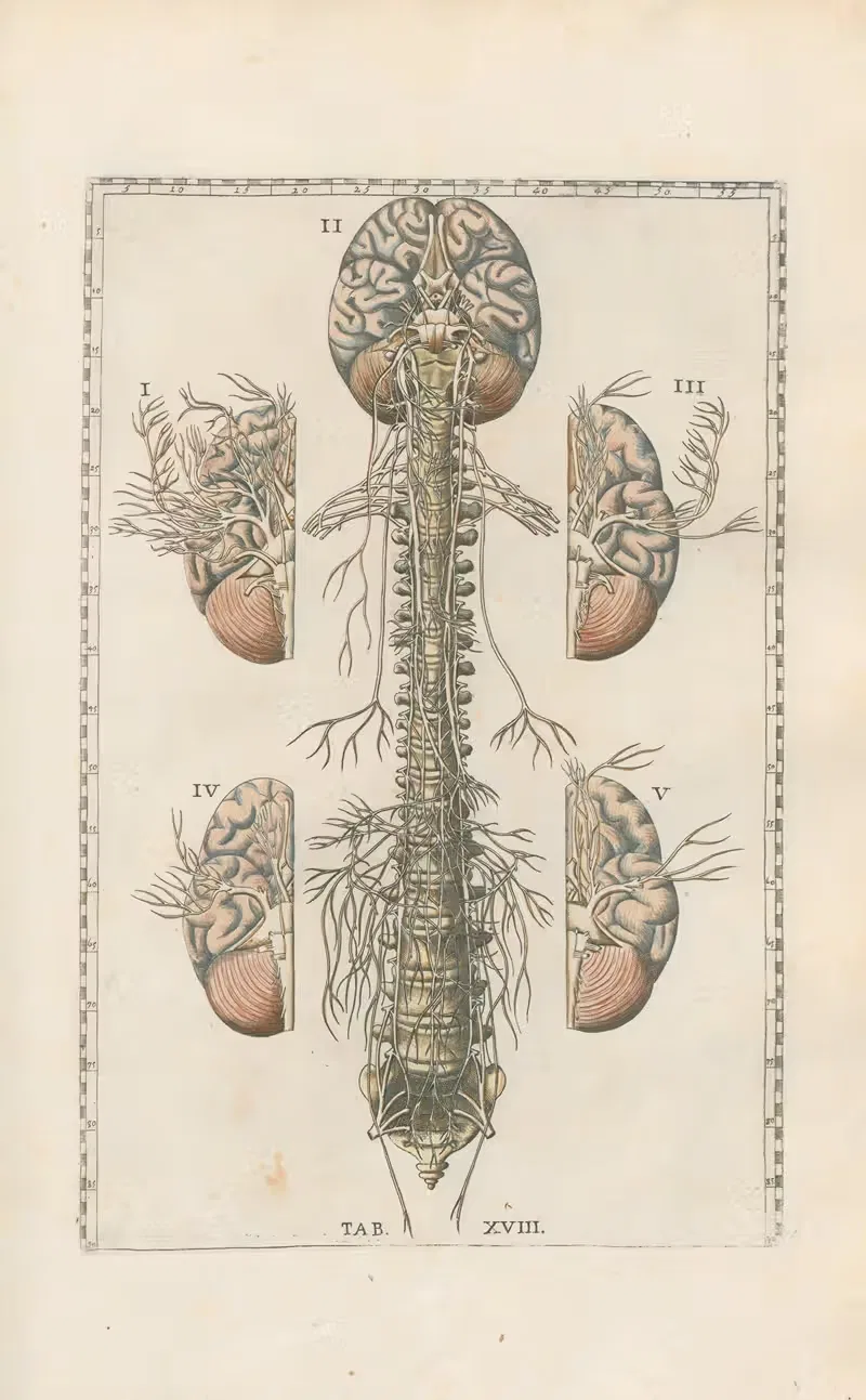 Bartholomaei Eustachii anatomici summi Romanae archetypae tabulae anatomicae novis explicationibus Pl.18 — Pier Leone Ghezzi