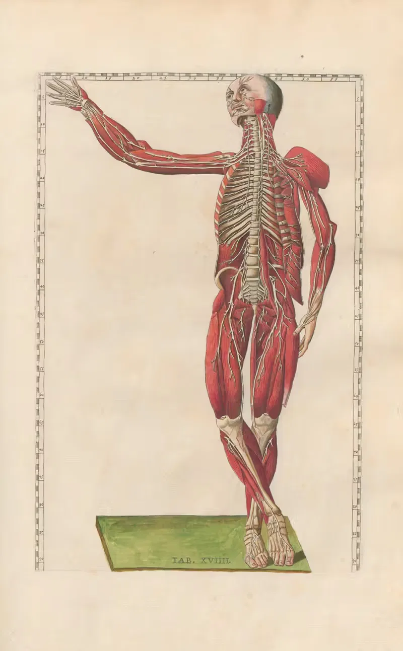 Bartholomaei Eustachii anatomici summi Romanae archetypae tabulae anatomicae novis explicationibus Pl.19 — Pier Leone Ghezzi