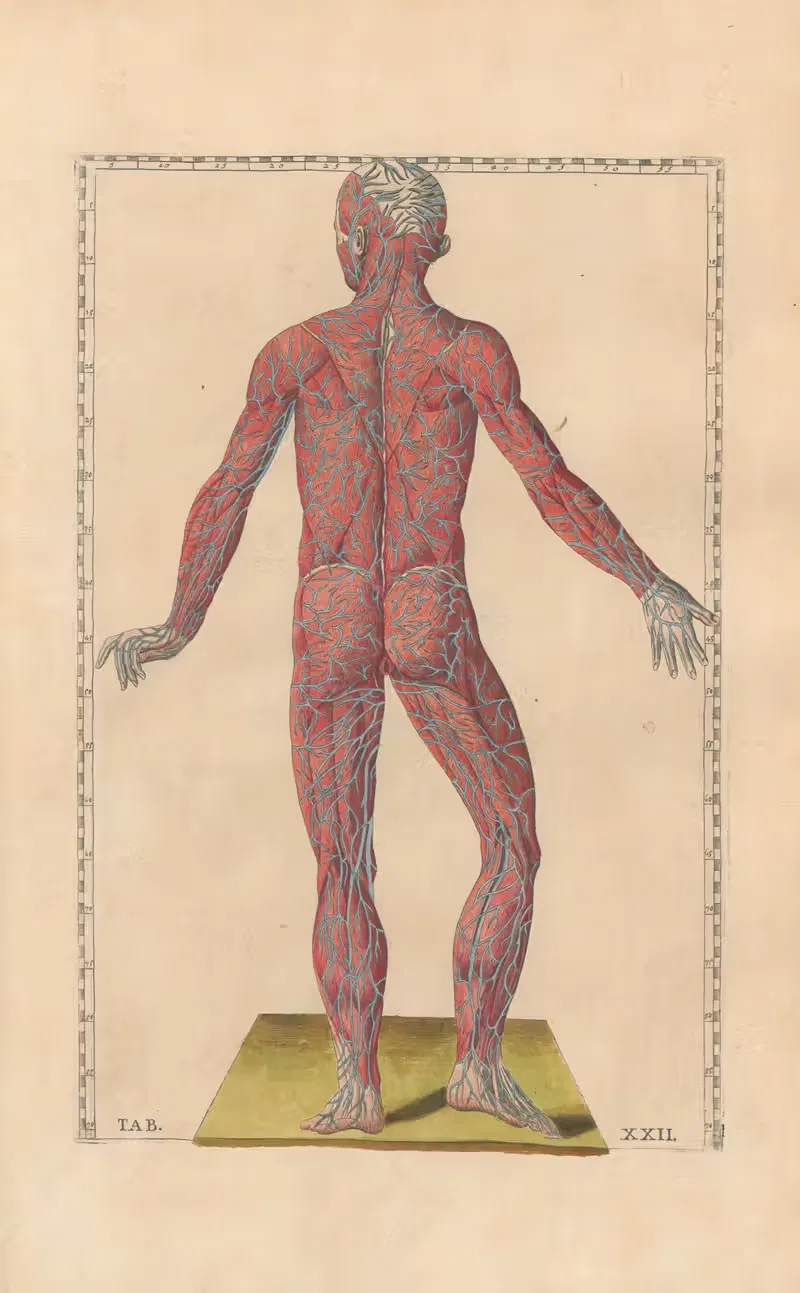 Bartholomaei Eustachii anatomici summi Romanae archetypae tabulae anatomicae novis explicationibus Pl.22 — Pier Leone Ghezzi