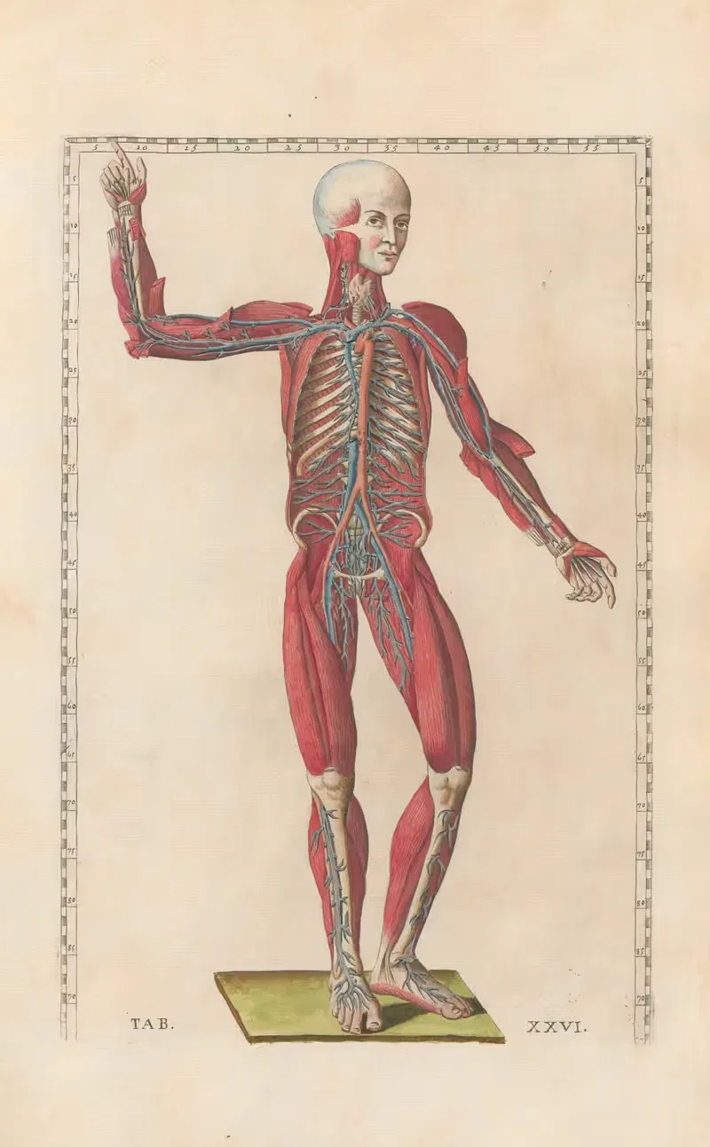 Bartholomaei Eustachii anatomici summi Romanae archetypae tabulae anatomicae novis explicationibus Pl.26 — Pier Leone Ghezzi
