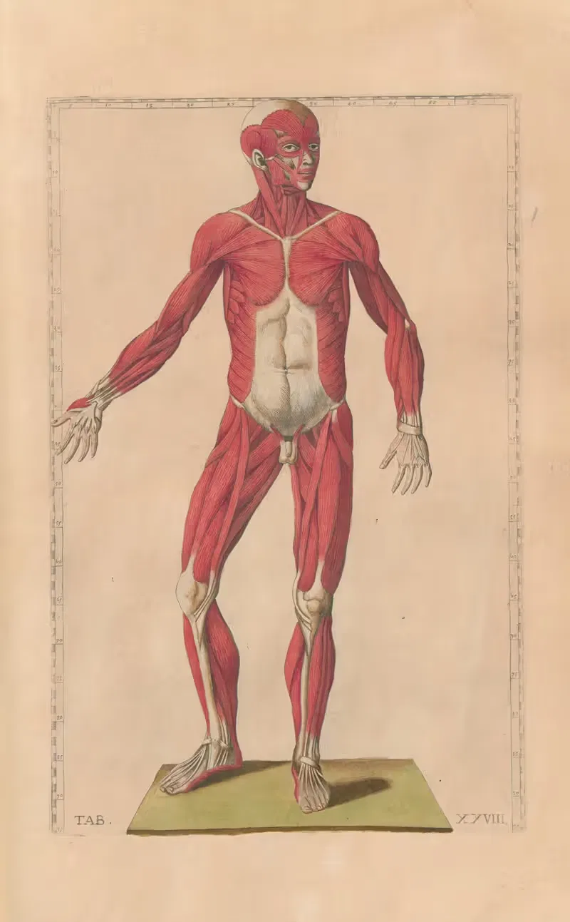 Bartholomaei Eustachii anatomici summi Romanae archetypae tabulae anatomicae novis explicationibus Pl.28 — Pier Leone Ghezzi