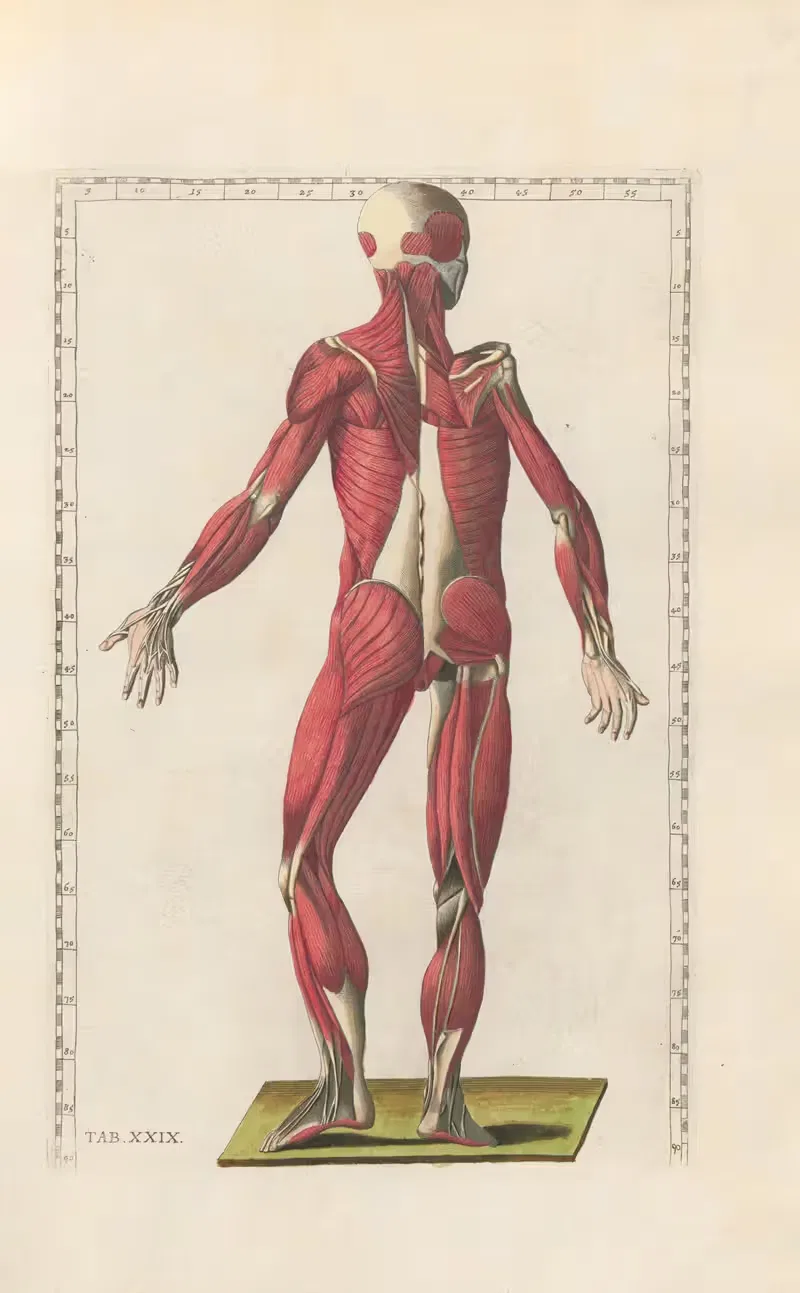 Bartholomaei Eustachii anatomici summi Romanae archetypae tabulae anatomicae novis explicationibus Pl.29 — Pier Leone Ghezzi