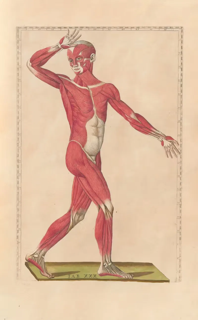 Bartholomaei Eustachii anatomici summi Romanae archetypae tabulae anatomicae novis explicationibus Pl.30 — Pier Leone Ghezzi