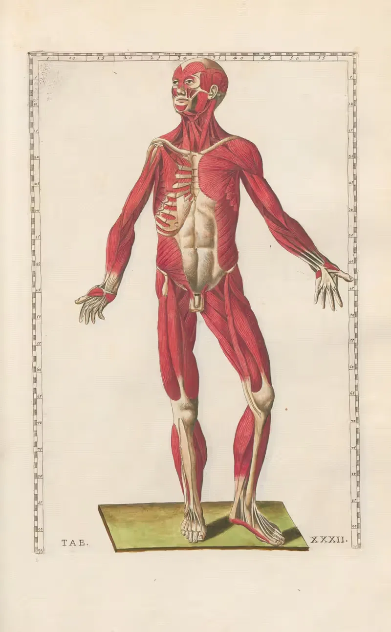 Bartholomaei Eustachii anatomici summi Romanae archetypae tabulae anatomicae novis explicationibus Pl.32 — Pier Leone Ghezzi