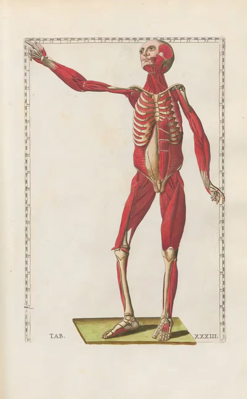 Bartholomaei Eustachii anatomici summi Romanae archetypae tabulae anatomicae novis explicationibus Pl.33 — Pier Leone Ghezzi