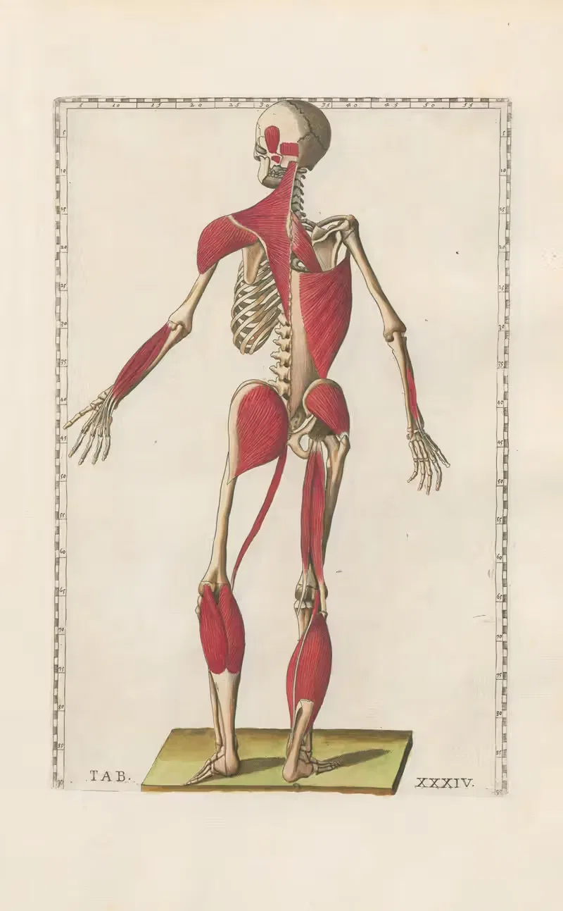 Bartholomaei Eustachii anatomici summi Romanae archetypae tabulae anatomicae novis explicationibus Pl.34 — Pier Leone Ghezzi