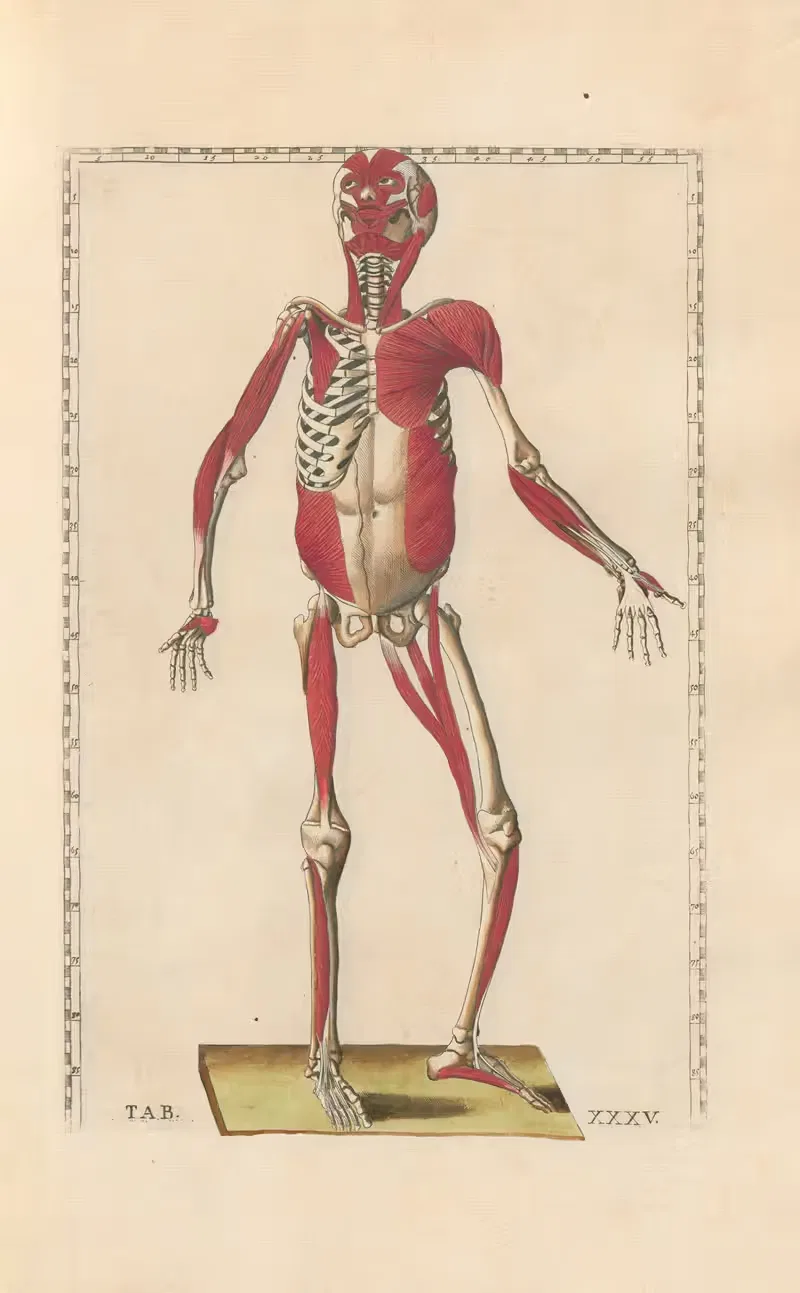 Bartholomaei Eustachii anatomici summi Romanae archetypae tabulae anatomicae novis explicationibus Pl.35 — Pier Leone Ghezzi