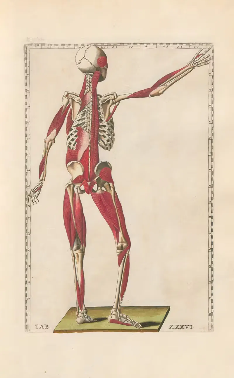 Bartholomaei Eustachii anatomici summi Romanae archetypae tabulae anatomicae novis explicationibus Pl.36 — Pier Leone Ghezzi