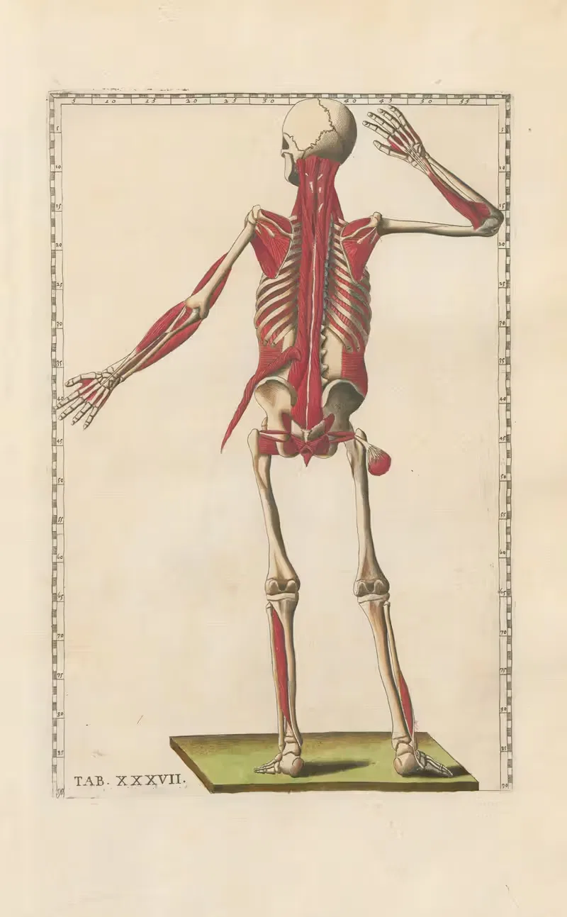 Bartholomaei Eustachii anatomici summi Romanae archetypae tabulae anatomicae novis explicationibus Pl.37 — Pier Leone Ghezzi