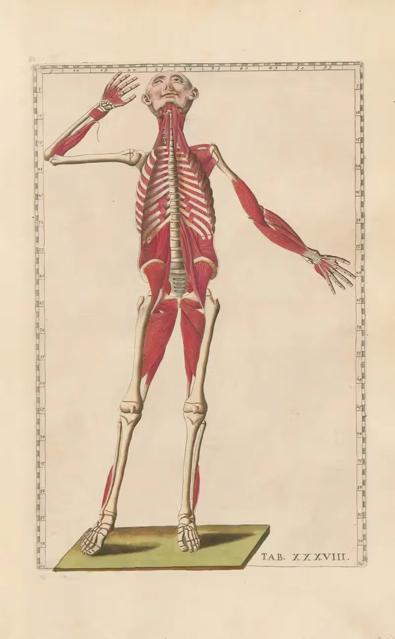 Bartholomaei Eustachii anatomici summi Romanae archetypae tabulae anatomicae novis explicationibus Pl.38 — Pier Leone Ghezzi