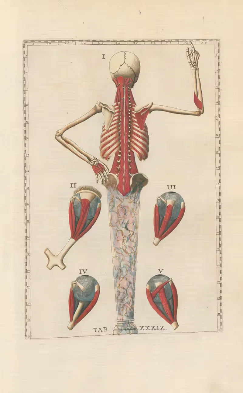 Bartholomaei Eustachii anatomici summi Romanae archetypae tabulae anatomicae novis explicationibus Pl.39 — Pier Leone Ghezzi