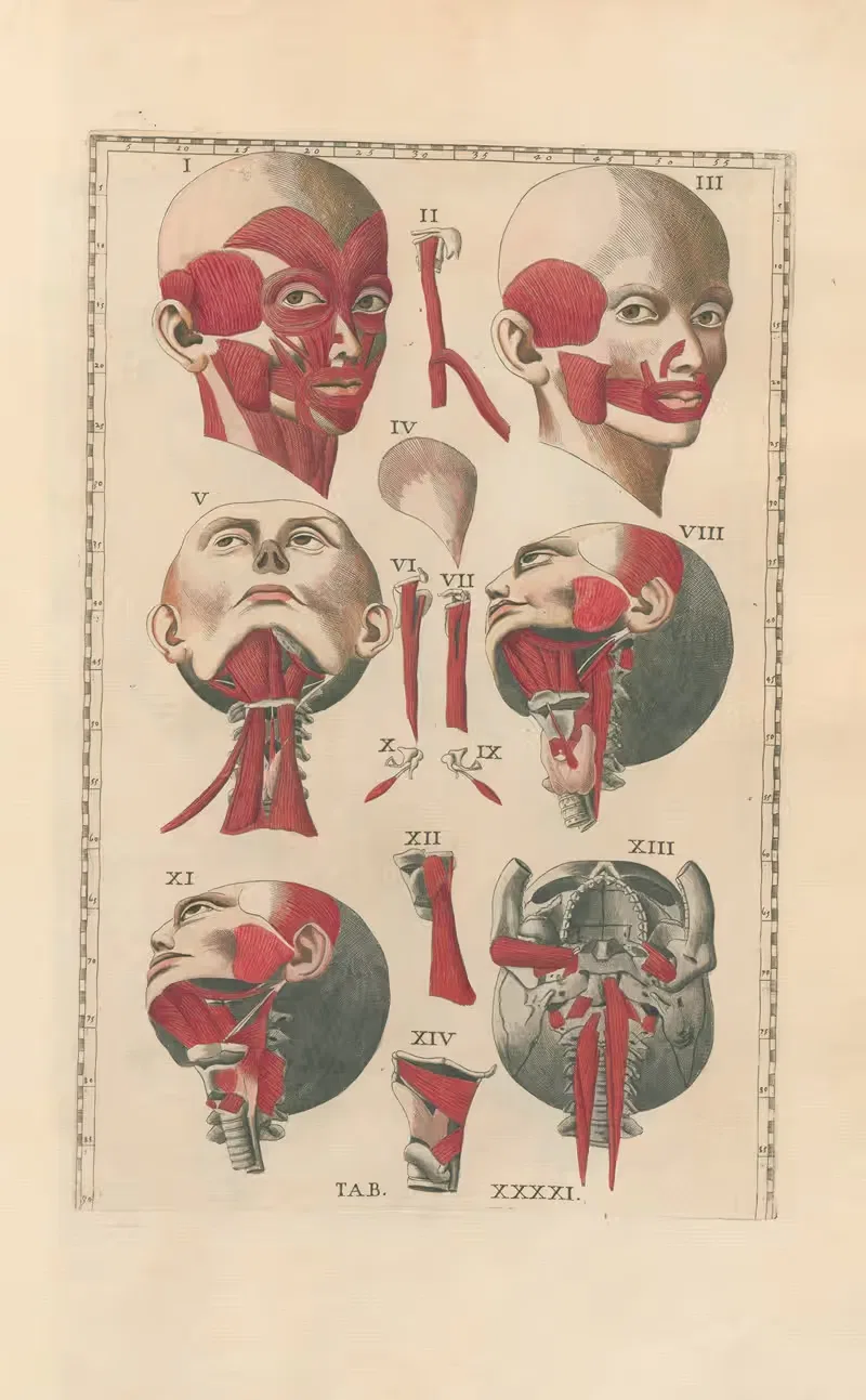 Bartholomaei Eustachii anatomici summi Romanae archetypae tabulae anatomicae novis explicationibus Pl.41 — Pier Leone Ghezzi