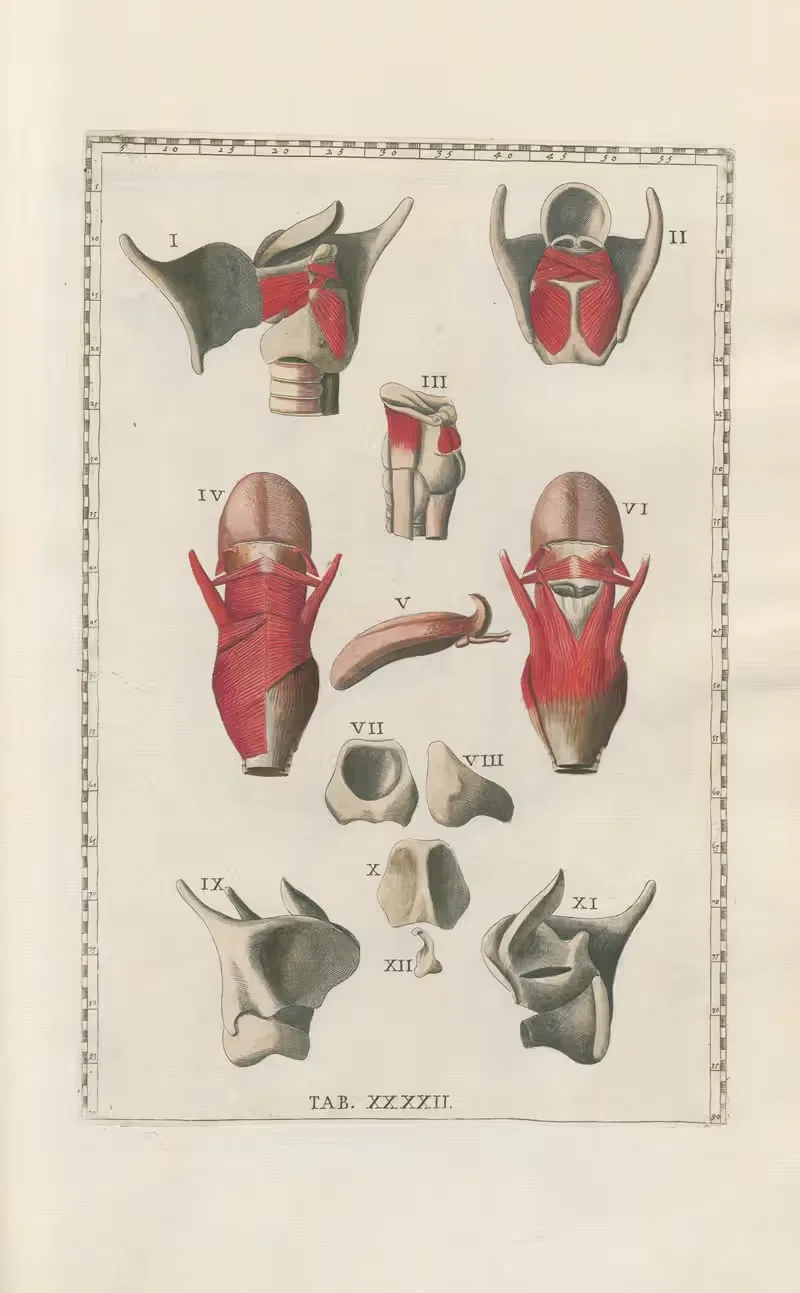 Bartholomaei Eustachii anatomici summi Romanae archetypae tabulae anatomicae novis explicationibus Pl.42 — Pier Leone Ghezzi