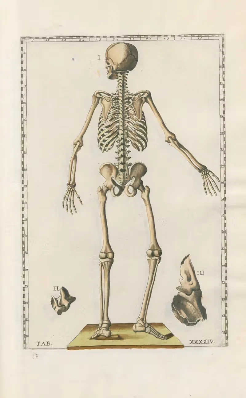 Bartholomaei Eustachii anatomici summi Romanae archetypae tabulae anatomicae novis explicationibus Pl.44 — Pier Leone Ghezzi