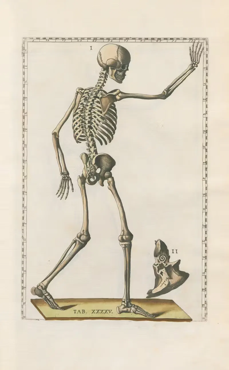 Bartholomaei Eustachii anatomici summi Romanae archetypae tabulae anatomicae novis explicationibus Pl.45 — Pier Leone Ghezzi