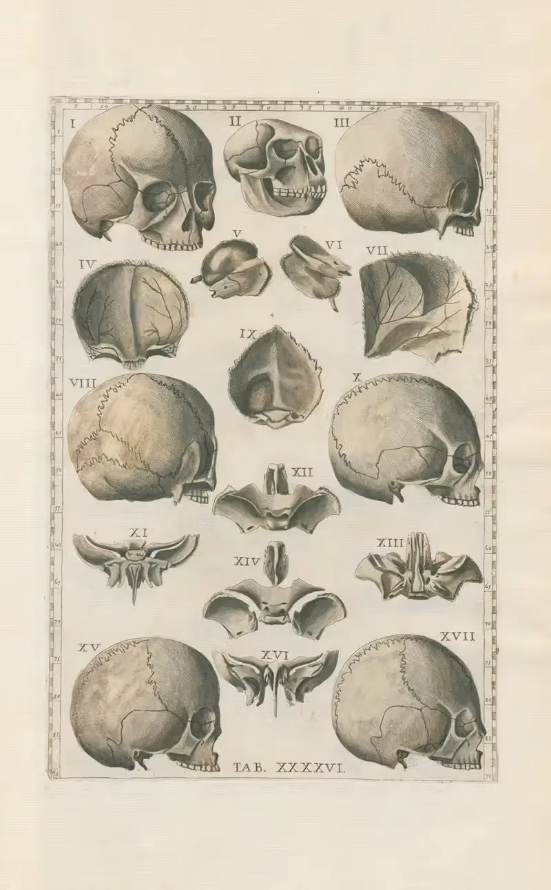 Bartholomaei Eustachii anatomici summi Romanae archetypae tabulae anatomicae novis explicationibus Pl.46 — Pier Leone Ghezzi