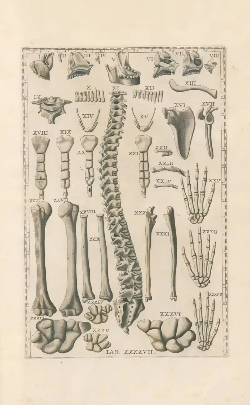 Bartholomaei Eustachii anatomici summi Romanae archetypae tabulae anatomicae novis explicationibus Pl.47 — Pier Leone Ghezzi