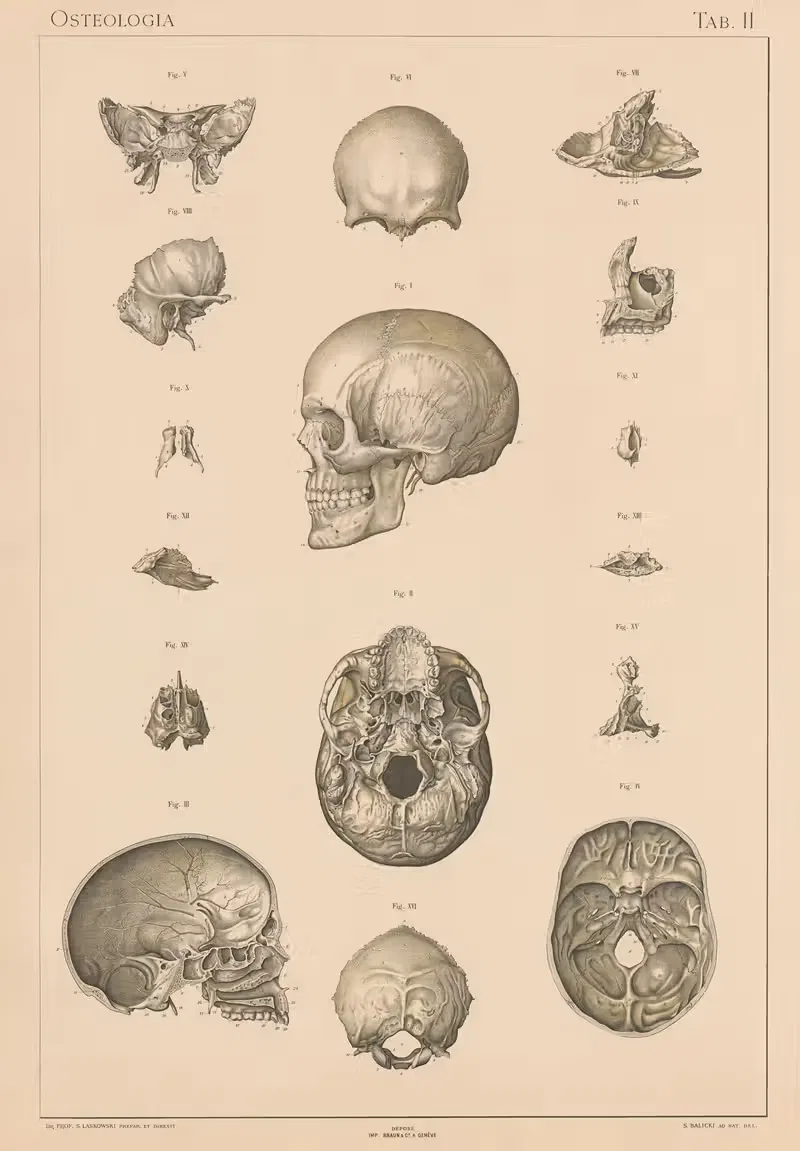 Anatomie normale du corps humain Pl.03 — Sigismond Laskowski