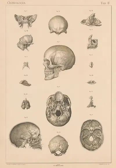 Anatomie normale du corps humain Pl.03 by Sigismond Laskowski, 1894 — digital art print download