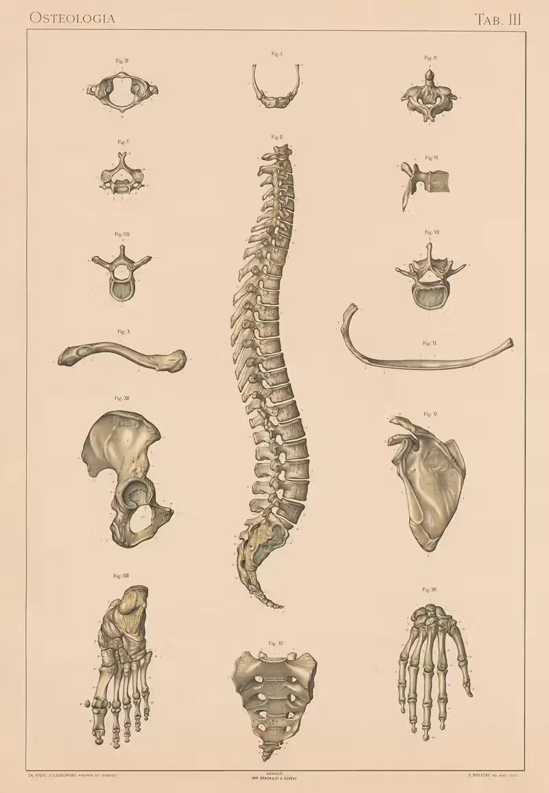 Anatomie normale du corps humain Pl.04 — Sigismond Laskowski