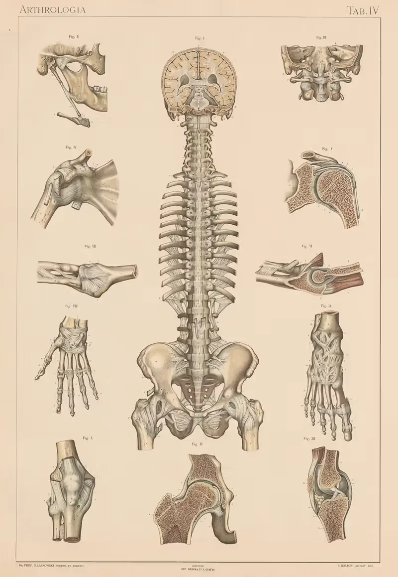 Anatomie normale du corps humain Pl.05 — Sigismond Laskowski